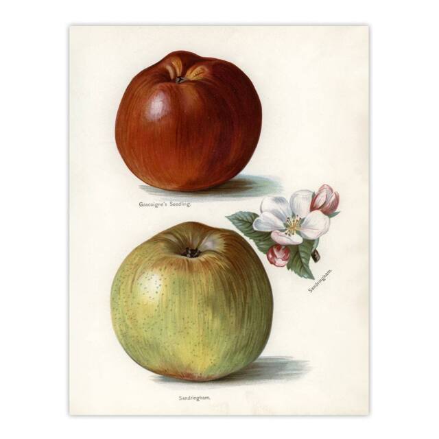 "Artery8 Gascoignes Seedling Sandringham Apples Wright Wall Art Poster Print in White - Size: W12"" x H16""" - image 1