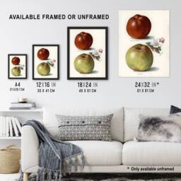 "Artery8 Gascoignes Seedling Sandringham Apples Wright Wall Art Poster Print in White - Size: W12"" x H16""" - thumbnail 3