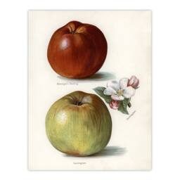 "Artery8 Gascoignes Seedling Sandringham Apples Wright Wall Art Poster Print in White - Size: W12"" x H16""" - thumbnail 1