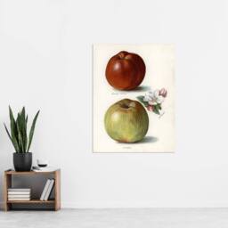 "Artery8 Gascoignes Seedling Sandringham Apples Wright Wall Art Poster Print in White - Size: W12"" x H16""" - thumbnail 4