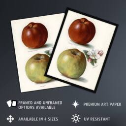 "Artery8 Gascoignes Seedling Sandringham Apples Wright Wall Art Poster Print in White - Size: W12"" x H16""" - thumbnail 2