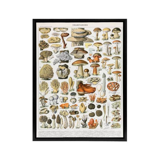 "Artery8 Millot Encyclopedia Page Mushroom Varieties Framed Canvas Wall Art Print - Size: W12"" x H16""" - image 1
