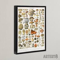 "Artery8 Millot Encyclopedia Page Mushroom Varieties Framed Canvas Wall Art Print - Size: W12"" x H16""" - thumbnail 2