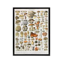 "Artery8 Millot Encyclopedia Page Mushroom Varieties Framed Canvas Wall Art Print - Size: W12"" x H16""" - thumbnail 1