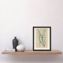 Artery8 Vintage Botanical Caladium Belleymel Leaf Fawcett Framed Wall Art in Beige - Size: A4 - thumbnail 2
