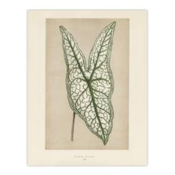 Artery8 Vintage Botanical Caladium Belleymel Leaf Fawcett Framed Wall Art in Beige - Size: A4 - thumbnail 3