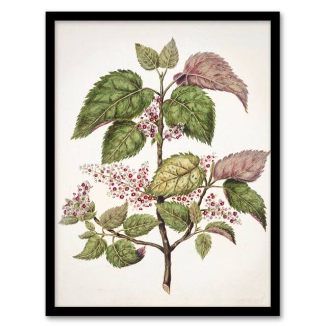 Artery8 New Zealand Makomako Flowering Plant Featon Framed Wall Art Print in Beige - Size: A4 - image 1