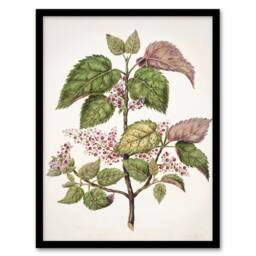 Artery8 New Zealand Makomako Flowering Plant Featon Framed Wall Art Print in Beige - Size: A4 - thumbnail 1