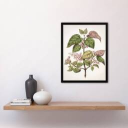Artery8 New Zealand Makomako Flowering Plant Featon Framed Wall Art Print in Beige - Size: A4 - thumbnail 4