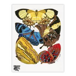 Artery8 Eugene Seguy Framed Wall Art Vintage Butterflies Yellow Red Blue - Size: A4 - thumbnail 3
