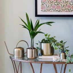Royal Botanic Gardens Kew Kew Matt Brass Plant Mister 14Cm - Comes Gift Boxed - Premium Quality - Rust Resistant in Gold - thumbnail 6