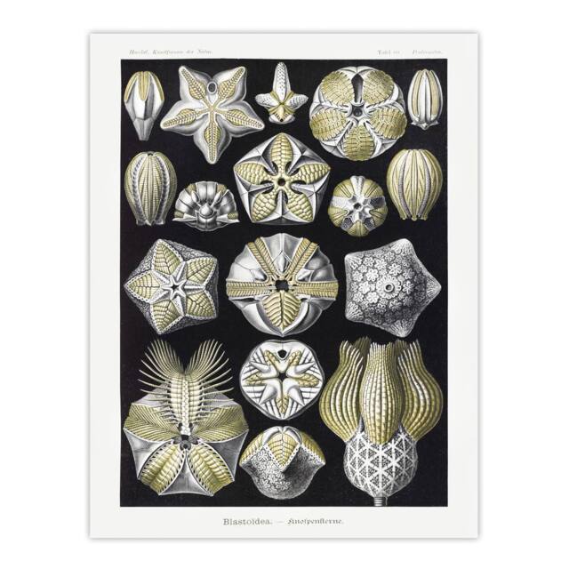 "Artery8 Blastoid Sea Buds Urchins Haeckel Botanical Wall Art Print Poster in White - Size: W24"" x H32""" - image 1