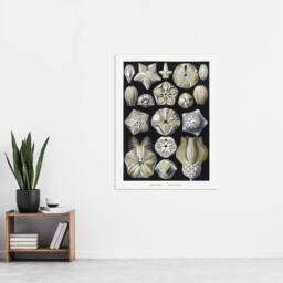 "Artery8 Blastoid Sea Buds Urchins Haeckel Botanical Wall Art Print Poster in White - Size: W24"" x H32""" - thumbnail 4