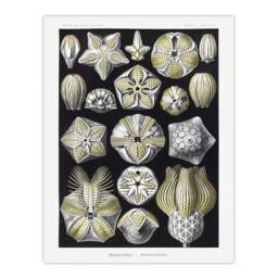 "Artery8 Blastoid Sea Buds Urchins Haeckel Botanical Wall Art Print Poster in White - Size: W24"" x H32""" - thumbnail 1