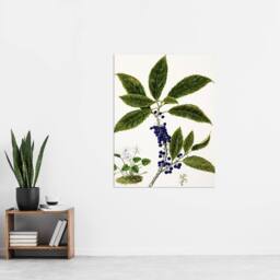 "Artery8 New Zealand Mahoe Whiteywood Plant Featon Wall Art Poster Print in Beige - Size: W12"" x H16""" - thumbnail 4