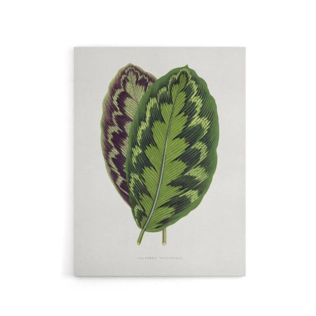 "Artery8 AF Lydon Benjamin Fawcett Calathea Veitchiana Leaf Canvas Art Print in White - Size: W12"" x H16""" - image 1
