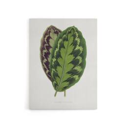 "Artery8 AF Lydon Benjamin Fawcett Calathea Veitchiana Leaf Canvas Art Print in White - Size: W12"" x H16""" - thumbnail 1