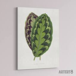 "Artery8 AF Lydon Benjamin Fawcett Calathea Veitchiana Leaf Canvas Art Print in White - Size: W12"" x H16""" - thumbnail 2