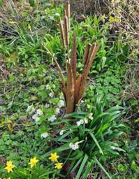 Inspirational Gifting Decorative Reeds Garden Stake Border Plant Support in Brown - thumbnail 3