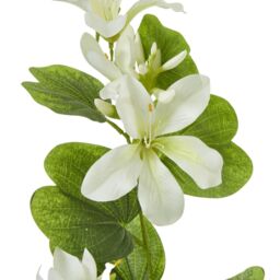 Hill Interiors Bauhinia Orchid Spray Artificial Flower in Cream - thumbnail 3
