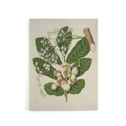 "Artery8 New Zealand Kohekohe Tree Flowers Featon Canvas Wall Art Print in Beige - Size: W12"" x H16""" - thumbnail 1