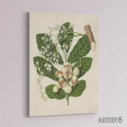 "Artery8 New Zealand Kohekohe Tree Flowers Featon Canvas Wall Art Print in Beige - Size: W12"" x H16""" - thumbnail 2