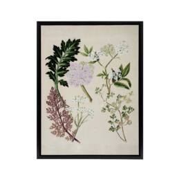 "Artery8 New Zealand Ligosticum Latifolium Flowers Featon Framed Canvas Art in Beige - Size: W12"" x H16""" - thumbnail 1