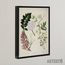 "Artery8 New Zealand Ligosticum Latifolium Flowers Featon Framed Canvas Art in Beige - Size: W12"" x H16""" - thumbnail 2