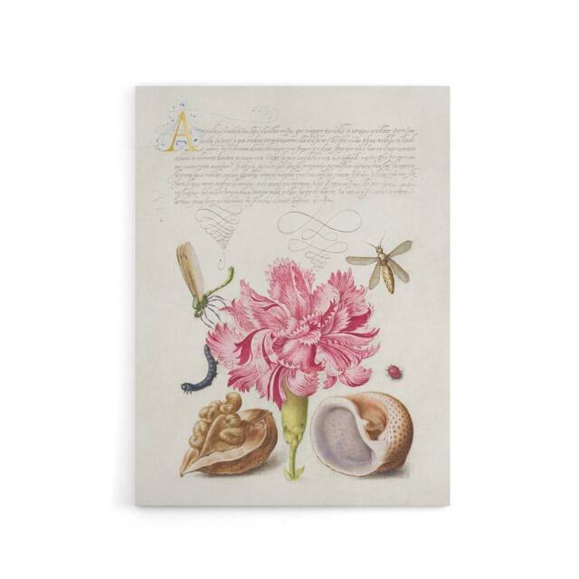 "Artery8 Carnation Walnut & Mollusk Calligraphy Canvas Wall Art Print in White - Size: W12"" x H16""" - image 1