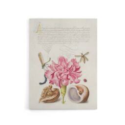 "Artery8 Carnation Walnut & Mollusk Calligraphy Canvas Wall Art Print in White - Size: W12"" x H16""" - thumbnail 1