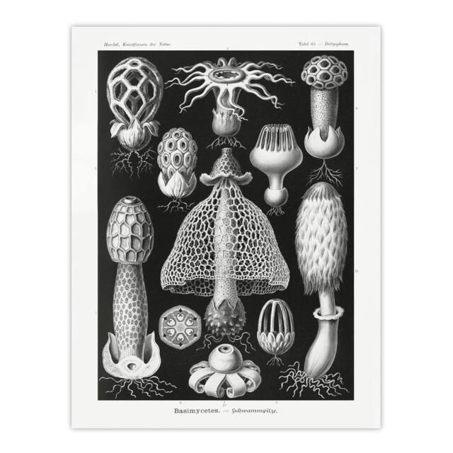 "Artery8 Basidiomycetes Fungi Species Vintage Haeckel Wall Art Print Poster in Black - Size: W24"" x H32""" - image 1