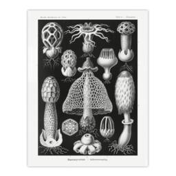 "Artery8 Basidiomycetes Fungi Species Vintage Haeckel Wall Art Print Poster in Black - Size: W24"" x H32""" - thumbnail 1