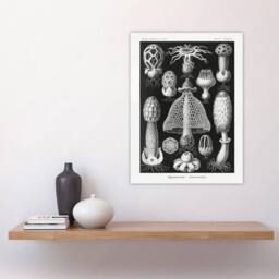 "Artery8 Basidiomycetes Fungi Species Vintage Haeckel Wall Art Print Poster in Black - Size: W24"" x H32""" - thumbnail 4