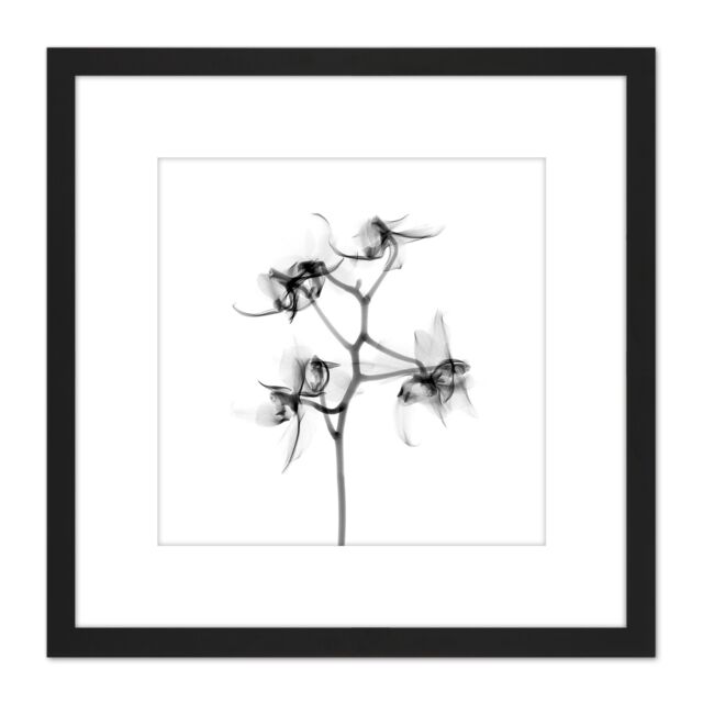 Artery8 Schwartz NJIT Orchid Flower Transparent Greyscale X-Ray Photo 8X8 Inch Square Wooden Framed Wall Art Print Picture with Mount in Black - image 1