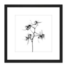 Artery8 Schwartz NJIT Orchid Flower Transparent Greyscale X-Ray Photo 8X8 Inch Square Wooden Framed Wall Art Print Picture with Mount in Black - thumbnail 1