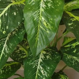 Leaf Artificial Large Spotted Plant Fox Aglaonema Tree Silver Metal Planter 100cm Botanik in Green - thumbnail 3