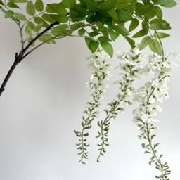 Sostter Artificial White Wisteria Spray 180cm in Soft White - thumbnail 2