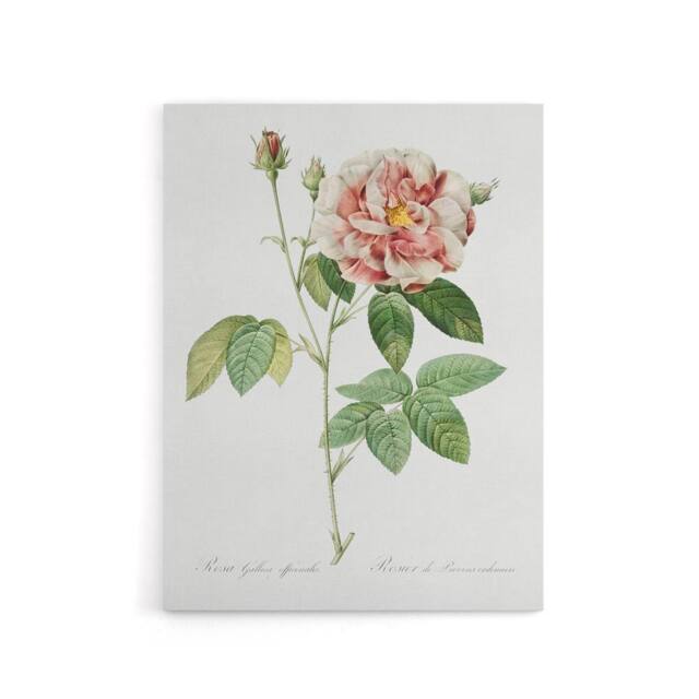 "Artery8 Rosa Gallica Giant Rose Floral Redoute Vintage Canvas Wall Art in White - Size: W18"" x H24""" - image 1
