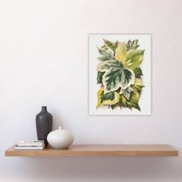 "Artery8 Ivy Leaf Variations Vintage Botanical Hibberd Wall Art Poster Print in Green - Size: W18"" x H24""" - thumbnail 4