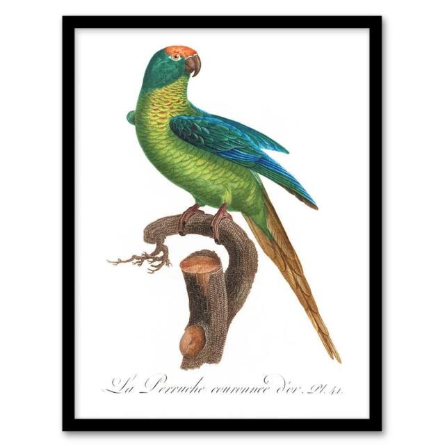 "Artery8 The Peach Fronted Parakeet Levaillant Framed Wall Art Print in White - Size: W12"" x H16""" - image 1