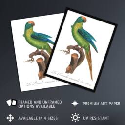 "Artery8 The Peach Fronted Parakeet Levaillant Framed Wall Art Print in White - Size: W12"" x H16""" - thumbnail 2