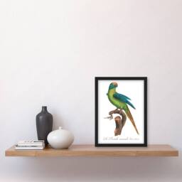"Artery8 The Peach Fronted Parakeet Levaillant Framed Wall Art Print in White - Size: W12"" x H16""" - thumbnail 4