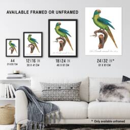 "Artery8 The Peach Fronted Parakeet Levaillant Framed Wall Art Print in White - Size: W12"" x H16""" - thumbnail 3