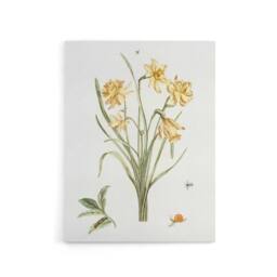 "Artery8 Five Daffodils Vintage Illustration Teyler Canvas Wall Art in White - Size: W18"" x H24""" - thumbnail 1