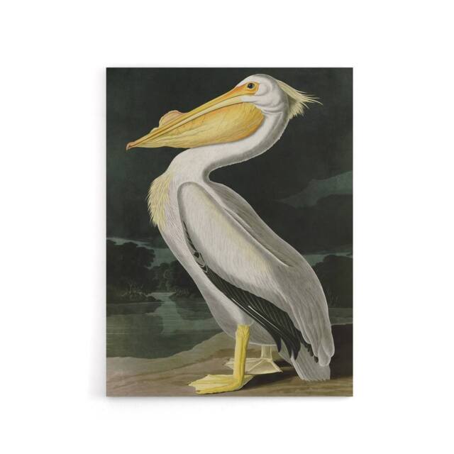 "Artery8 Audubon Birds White Pelican Painting Canvas Wall Art Print - Size: W18"" x H24""" - image 1
