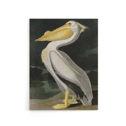 "Artery8 Audubon Birds White Pelican Painting Canvas Wall Art Print - Size: W18"" x H24""" - thumbnail 1