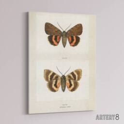 "Artery8 Darling Underwing Moth Illustration Denton Canvas Wall Art Print in White - Size: W12"" x H16""" - thumbnail 2