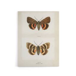 "Artery8 Darling Underwing Moth Illustration Denton Canvas Wall Art Print in White - Size: W12"" x H16""" - thumbnail 1
