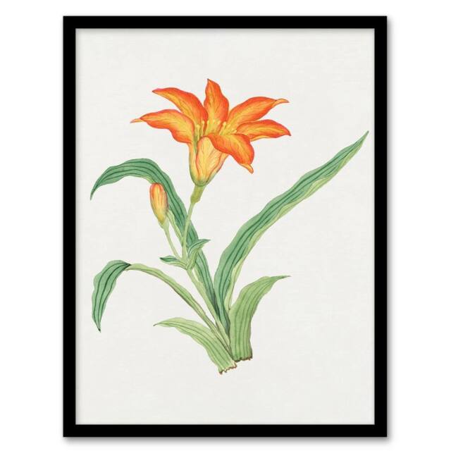 Artery8 Vintage Japan Botanical Framed Wall Art Print Orange Lily Flower in Pink - Size: A4 - image 1
