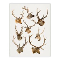 Artery8 Vintage Illustration of Deer Species Lydekker Framed Wall Art Print in White - Size: A3 - thumbnail 3